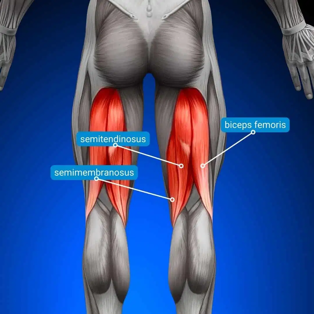 Schéma anatomique de l'arrière des cuisses mettant en évidence les muscles ischio-jambiers : biceps femoris, semitendinosus et semimembranosus
