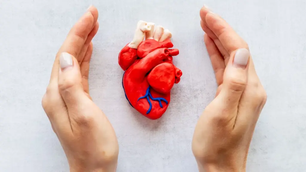 Anatomical heart model illustrating cardiovascular health and cardiac rehabilitation.