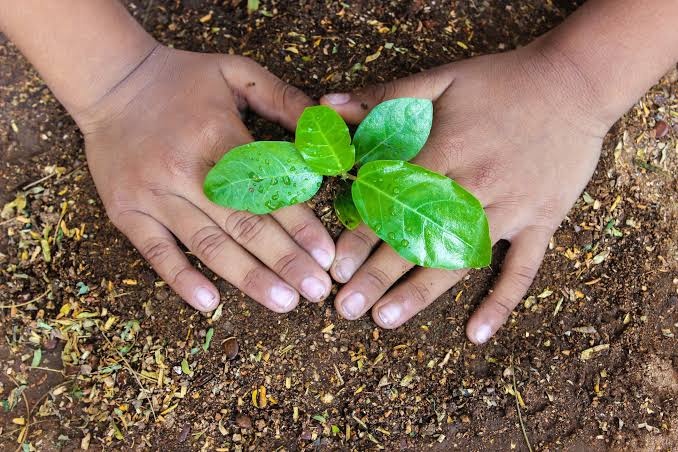 Hands protecting a small green plant sprout growing in the earth, symbolizing sustainability and the environment